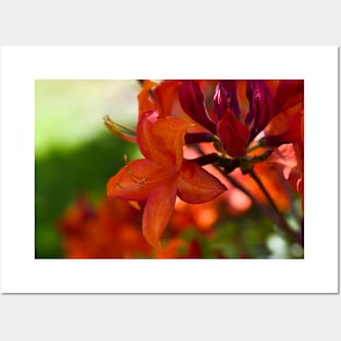 Orange Rhododendron Posters and Art